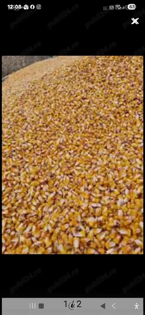 Vînd porumb 