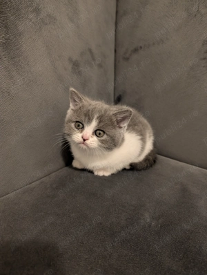 Pui pisica British Shorthair - imagine 2