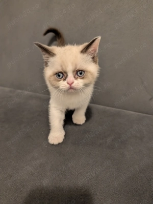 Pui pisica British Shorthair - imagine 3