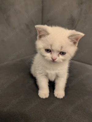 Pui pisica British Shorthair - imagine 4