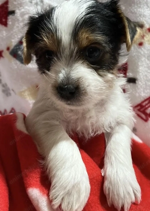 Bichon havanez 300 lei - imagine 3