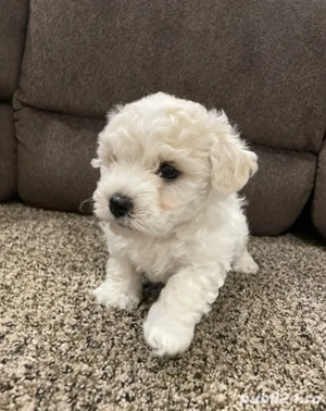 Bichon  frise 850 lei - imagine 2