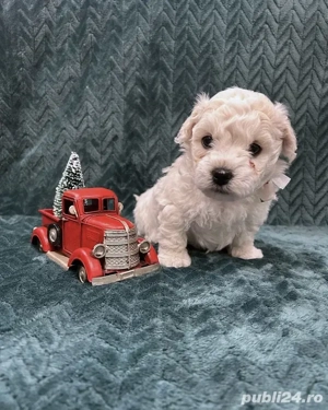 Bichon  frise 850 lei - imagine 3