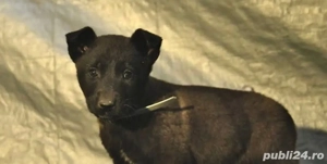 Malinois ciobănesc belgian negru