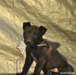 Malinois ciobănesc belgian negru - imagine 2
