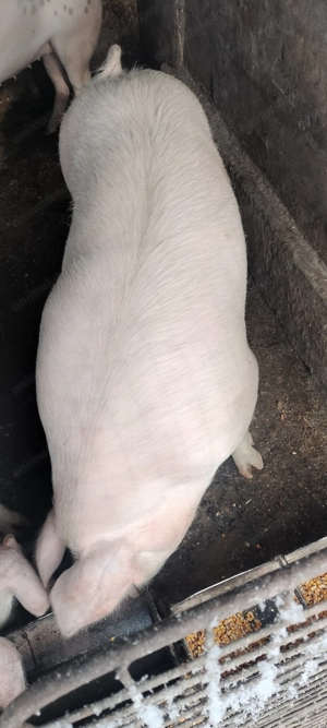 Mascru de vânzare  - imagine 2