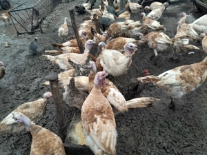 Curci  și curcani de vanzare - imagine 2