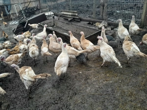Curci  și curcani de vanzare - imagine 3