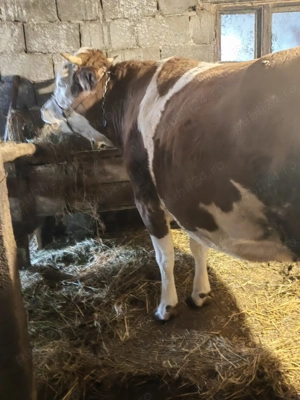 De vanzare!! - imagine 2