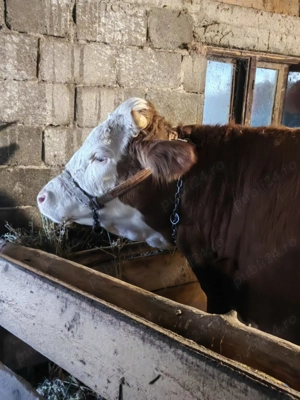 De vanzare!! - imagine 3