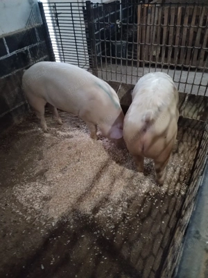 Porciiiiii - imagine 4