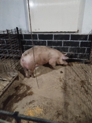 Porciiiiii - imagine 3