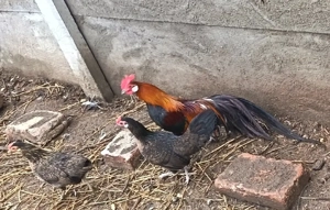 Vând cocoși și găini - imagine 3