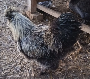 Vând cocoși și găini - imagine 5