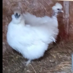 Vând cocoși și găini - imagine 4