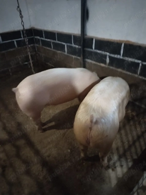 Porciiiiii - imagine 2