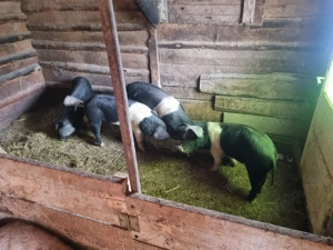 Purcei de casă de vânzare  - imagine 2