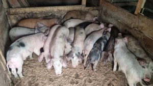 Purcei de casă de vânzare  - imagine 5