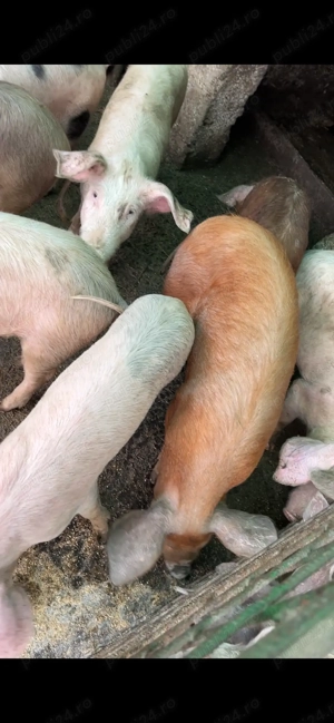 Purcei de casă de vânzare  - imagine 3