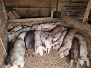 Purcei de casă de vânzare 