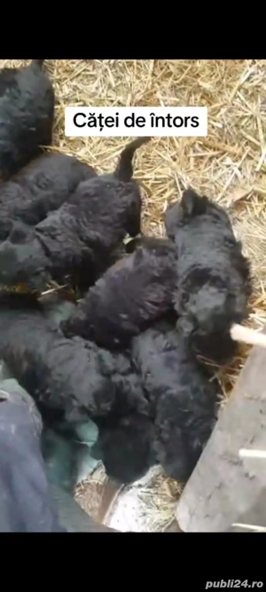 Vând căței de întors oi - imagine 2