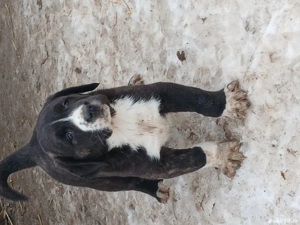 O femeluta si un mascul vor alta curte - imagine 2