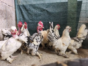 Cocoși iopani pitici mini toy