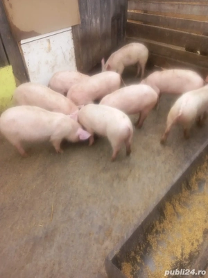 grasuni de vanzare  - imagine 2