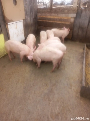grasuni de vanzare  - imagine 3