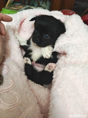 chihuahua baietel - imagine 2