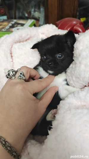 chihuahua baietel - imagine 4