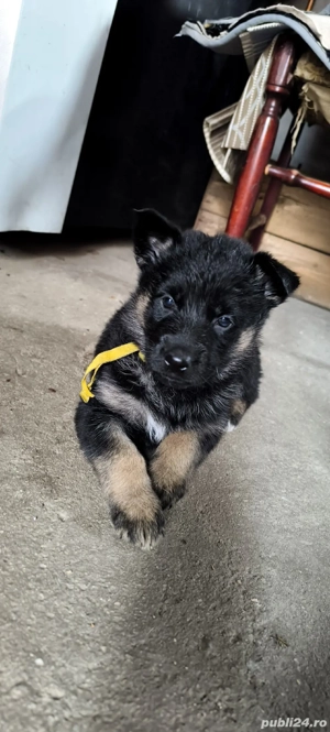 De vânare pui ciobănesc german - imagine 2