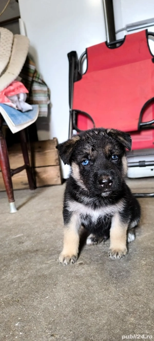 De vânare pui ciobănesc german - imagine 5