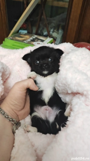 chihuahua baietel - imagine 5