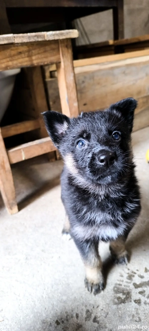 De vânare pui ciobănesc german - imagine 3