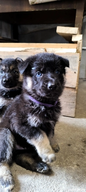 De vânare pui ciobănesc german - imagine 4