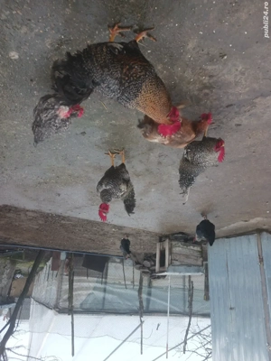 Cocoși de vânzare - imagine 2