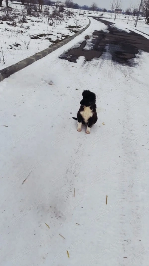 Cățelușa metis Border Collie, 4 luni, pentru adopție - imagine 3