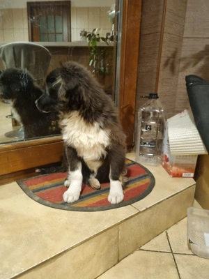 Cățelușa metis Border Collie, 4 luni, pentru adopție - imagine 2