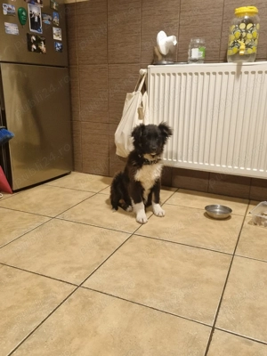 Cățelușa metis Border Collie, 4 luni, pentru adopție
