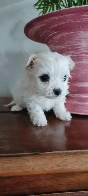 Bichon maltez toy