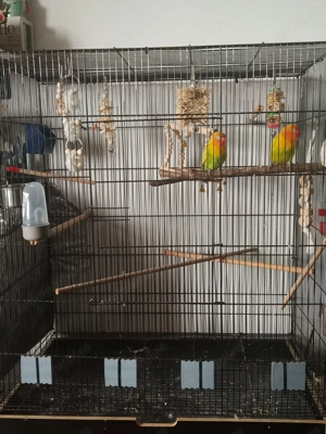 Papagali Agapornis + Colivie