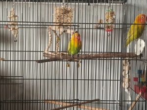 Papagali Agapornis + Colivie - imagine 2