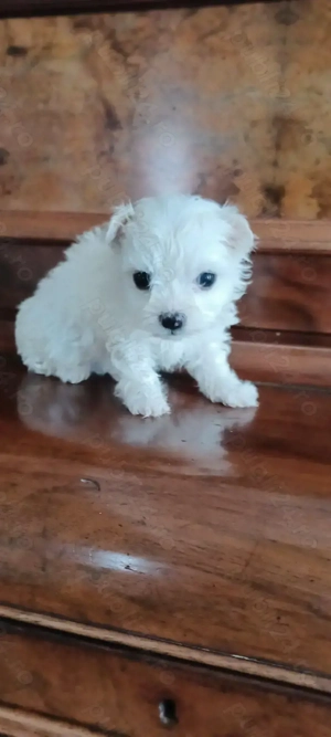 Bichon maltez toy - imagine 3
