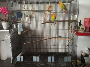 Papagali Agapornis + Colivie - imagine 4