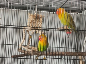 Papagali Agapornis + Colivie - imagine 3