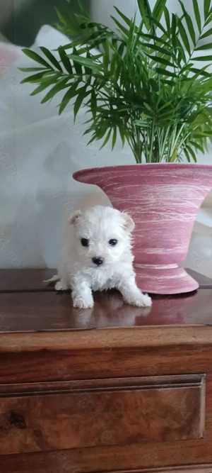 Bichon maltez toy - imagine 2