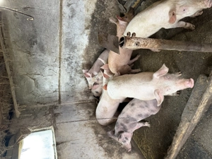 Porci vânzare rasă duroc pietran landrace  - imagine 4