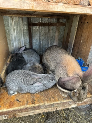 Ieprui urias germa de carne  - imagine 2