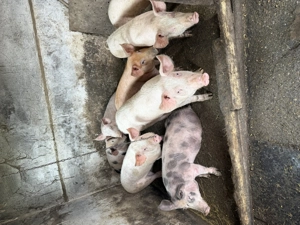 Porci vânzare rasă duroc pietran landrace 